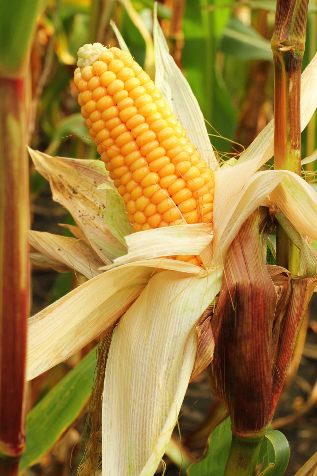 We are Africa’s Premium Commodity Supplier